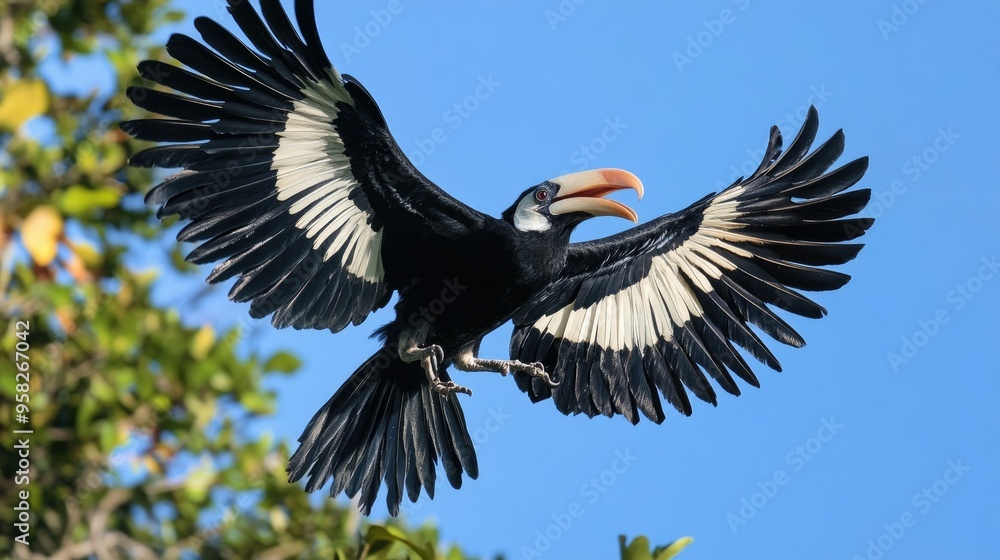 Fototapeta premium An Oriental Pied Hornbill in flight, its black wings spread wide and its white underparts contrasting sharply with the blue sky.
