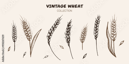 Vintage sketch collection of wheat in a black-and-white illustration. Showcasing cereal plants in a retro style, organic agriculture. Ideal as a design element or pattern for bakery. Not AI.