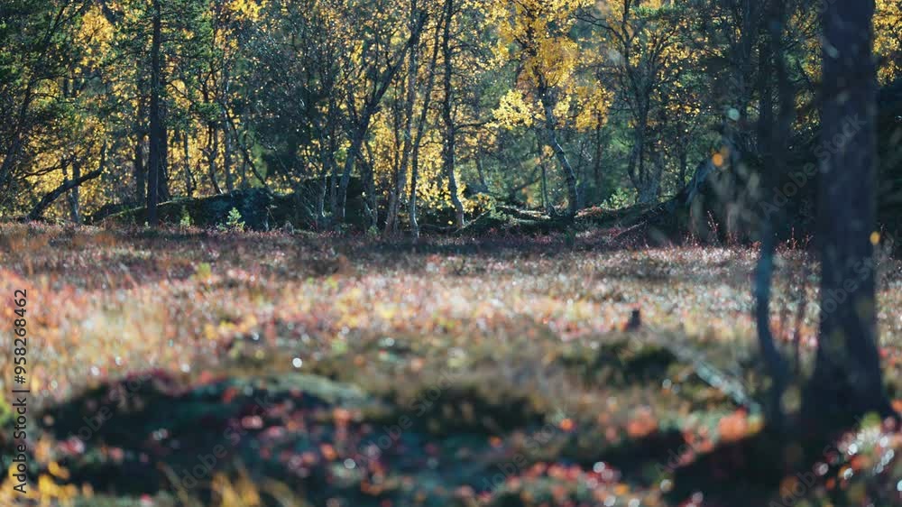 A peaceful autumn forest bathed in sunlight, with golden leaves and soft undergrowth. Parallax video, bokeh background. A peaceful autumn forest bathed in sunlight, with golden leaves and soft undergrowth. Parallax video, bokeh background.