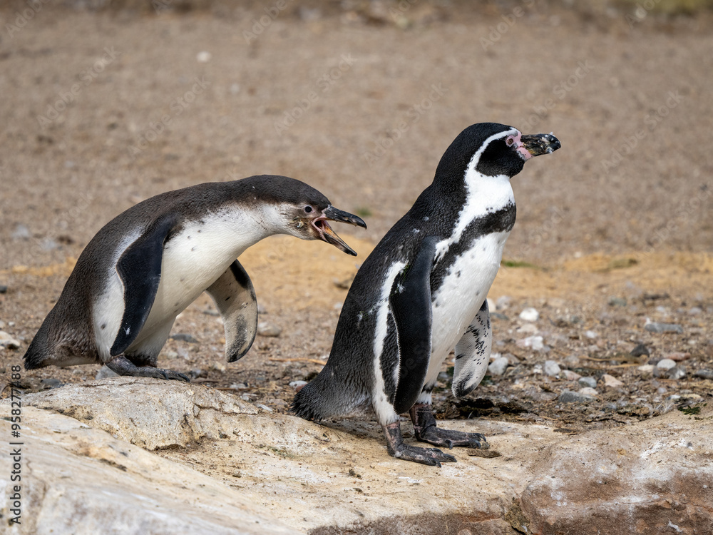 Obraz premium Pinguin
