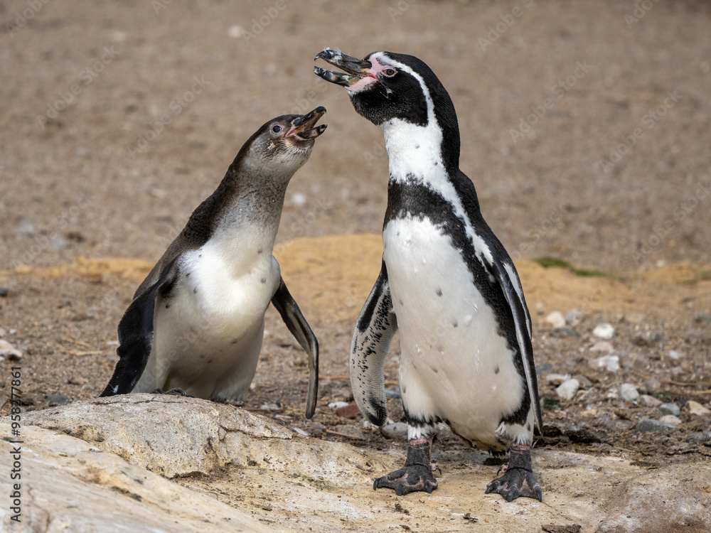 Naklejka premium Pinguin