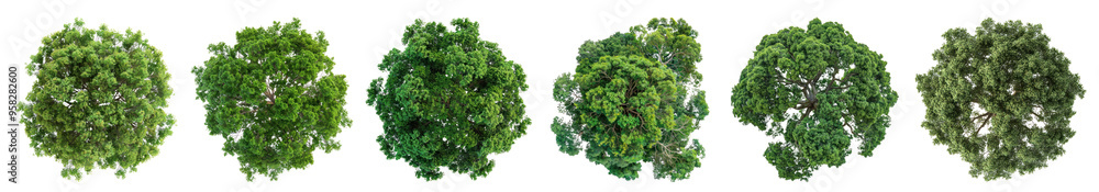 Top view tree png cut out element set Top view tree png cut out element set