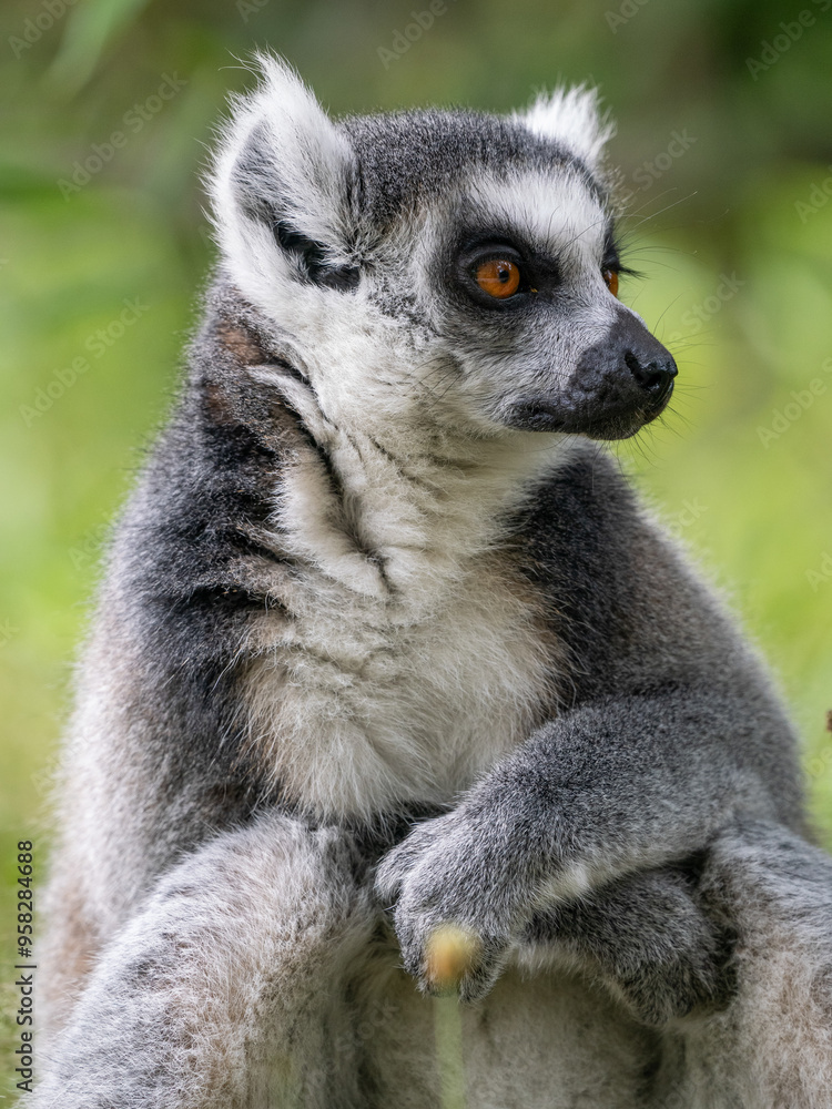 Fototapeta premium Katta