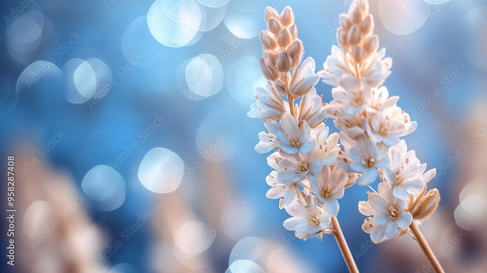 Close-up of delicate white flowers against a soft blue bokeh background Close-up of delicate white flowers against a soft blue bokeh background