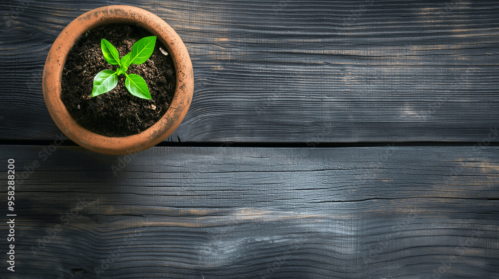 Green plant growing in a clay pot on a rustic wooden table Green plant growing in a clay pot on a rustic wooden table
