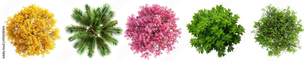 Fototapeta premium Top view of tree png cut out element set