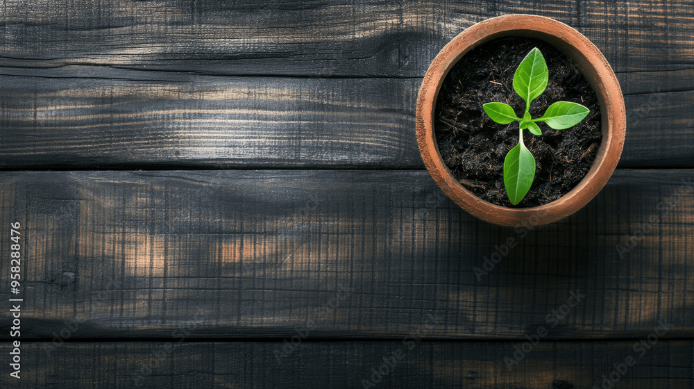 Green plant growing in a clay pot on a rustic wooden table Green plant growing in a clay pot on a rustic wooden table