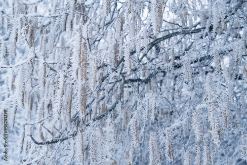 beautiful crystal frost on foliage and tree branches, frosty morning, winter weather concept, beauty of nature, background for wallpaper