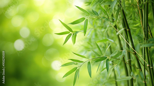 Bamboo Background with Lerak Foliage Texture and Details photo