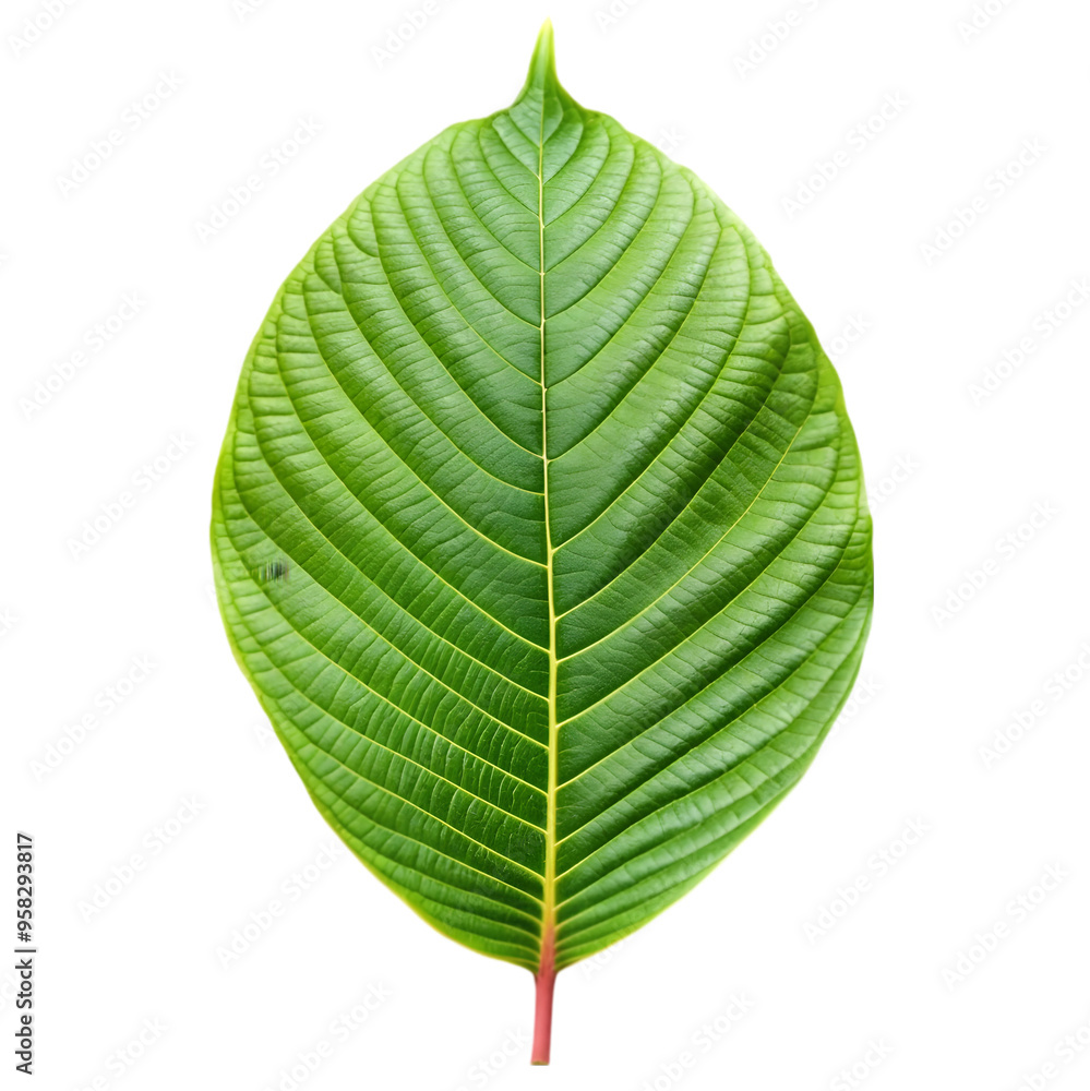 fresh mitragyna speciosa leaf or kratom tree studio isolated on transparent background fresh mitragyna speciosa leaf or kratom tree studio isolated on transparent background