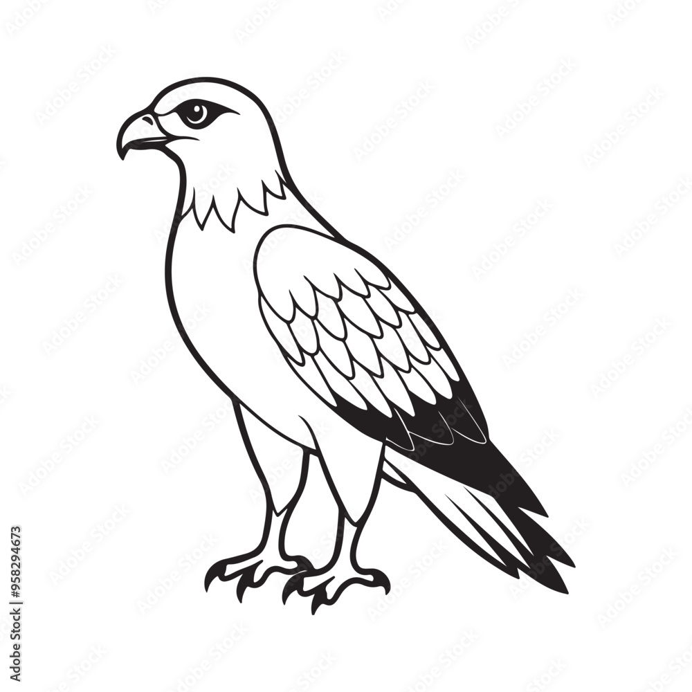 Harrier bird line art vector silhouette with white Background Harrier bird line art vector silhouette with white Background