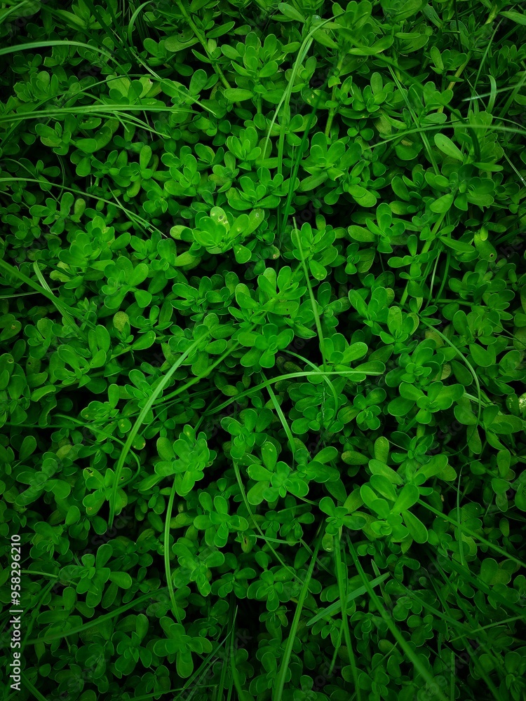 Green leaves background Green leaves background
