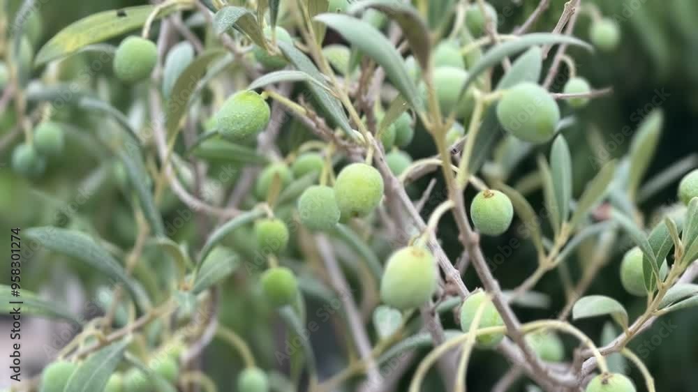 Olive branch in the foreground growing in the Mediterranean in summer. Olive tree cultivation. Healthy eating concept. Olive branch in the foreground growing in the Mediterranean in summer. Olive tree cultivation. Healthy eating concept.