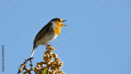 petirrojo cantando sobre la rama
