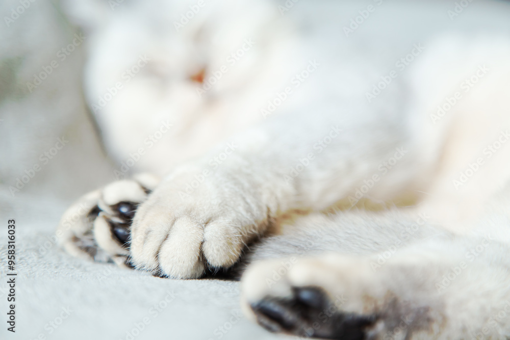 A British shorthair silver cat sleeps on a gray blanket. A British shorthair silver cat sleeps on a gray blanket.