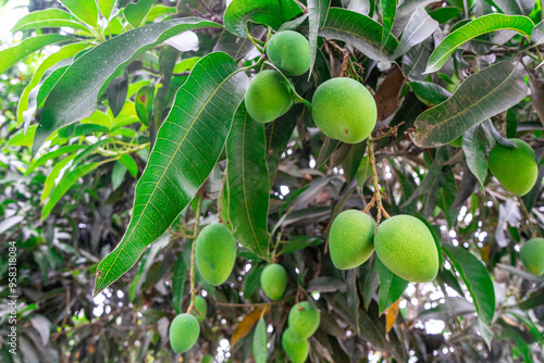 Green fruit mangoes hanging on tree with lush leaves, showcasing tropical and fresh produce scene. photo