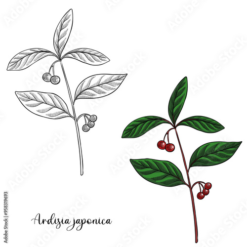 vector drawing plant of Ardisia japonica, marlberry, herb of traditional chinese medicine, hand drawn illustration photo