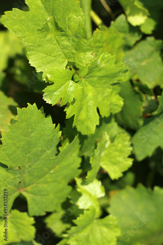 green grape leaves on a bush. sunny day in the garden