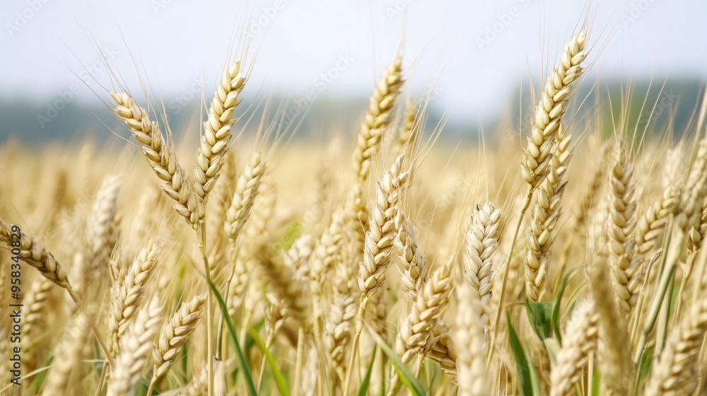 Golden Wheat Field Golden Wheat Field