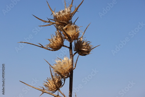 dry flower head of syrian thistle (notobasis syriaca) photo