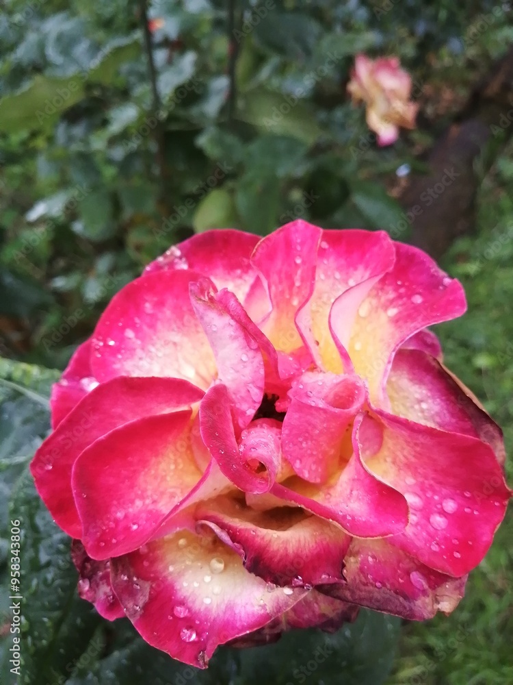 Not perfect pink and yellow colored blooming tea rose with raindrops close-up shoot ina public park Not perfect pink and yellow colored blooming tea rose with raindrops close-up shoot ina public park