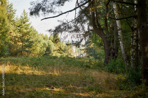 Fototapeta Naklejka Na Ścianę i Meble -  drzewa, polana 