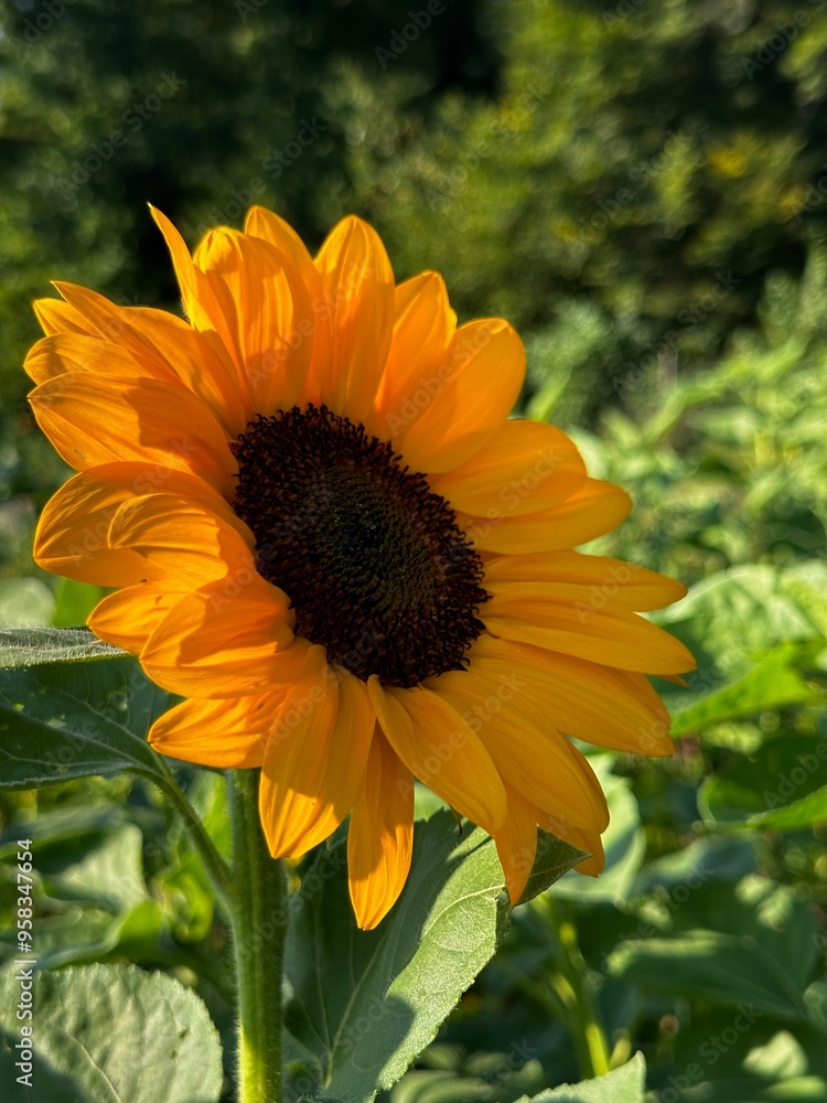 Obraz premium Sonnenblume