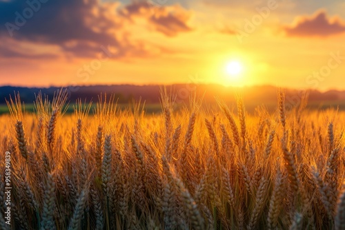 Ripe wheat fields natural landscape at sunset. farm harvest season , ai