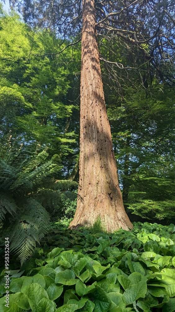 Fototapeta premium Majestic Tall Tree in a Lush Green Forest with Dense Ground Cover