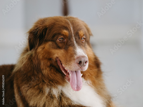 Brown dog playing on grass