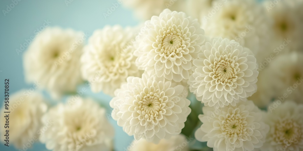 A soft abstract background featuring white chrysanthemums with gentle hues of lime, creating a serene atmosphere A soft abstract background featuring white chrysanthemums with gentle hues of lime, creating a serene atmosphere