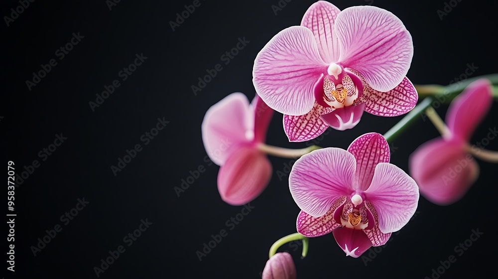 Close-Up of Delicate Pink Orchids Against a Dark Background Close-Up of Delicate Pink Orchids Against a Dark Background