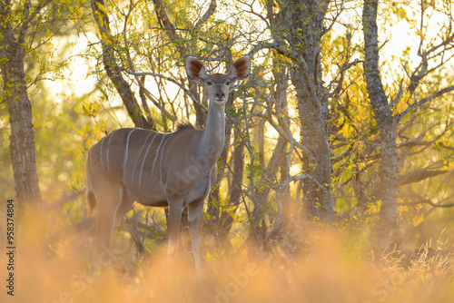 Kudu Female