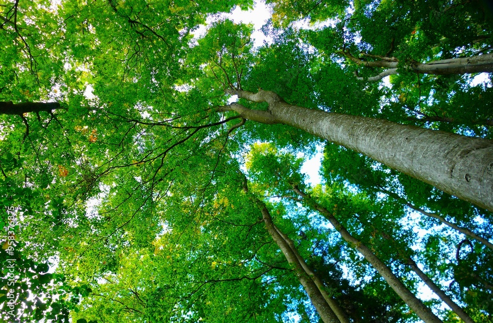 Fototapeta premium Big tall trees in the green forest high in the sky