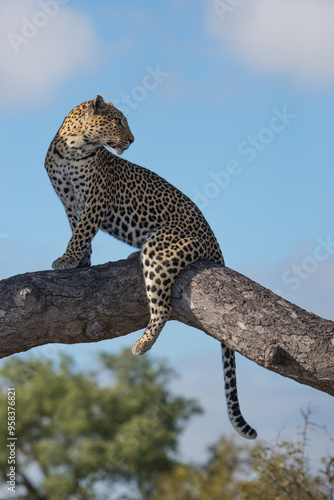 Perched Leopard