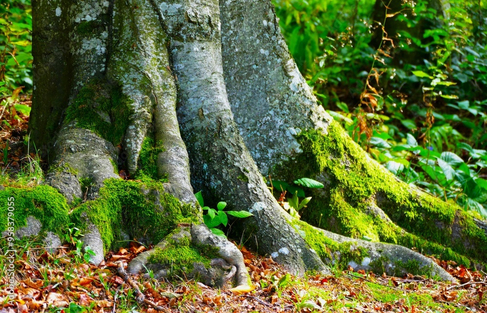 Tree trunk in the wood with green moss and roots Tree trunk in the wood with green moss and roots