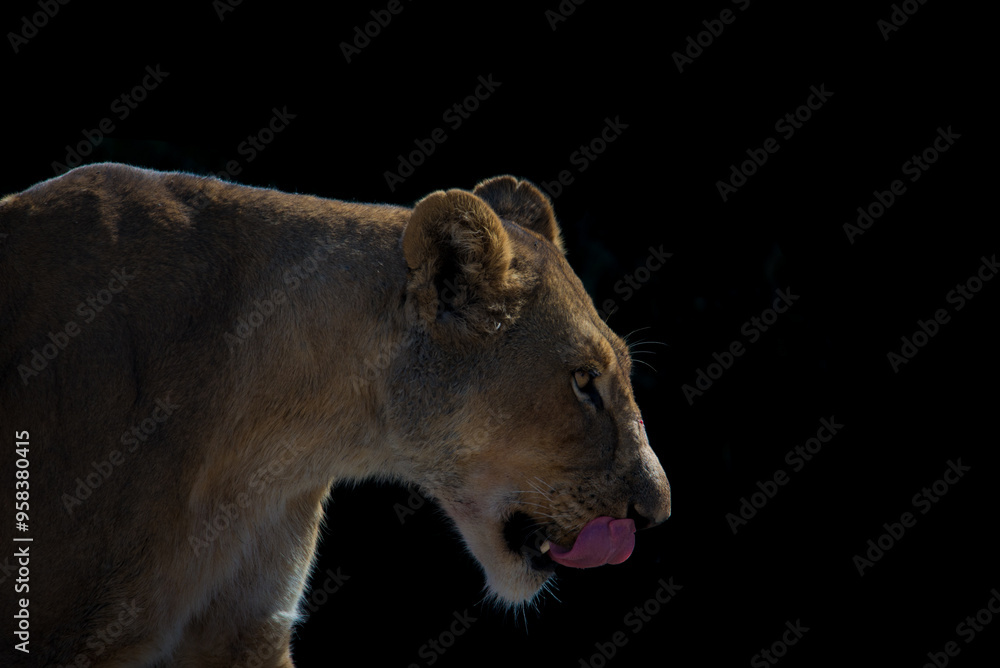 Naklejka premium Lioness in the Dark