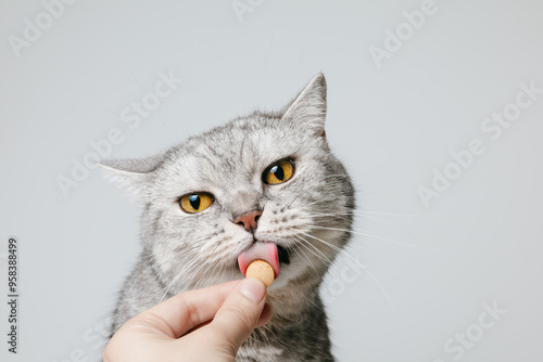 Funny cat is licking a pill or vitamin with his tongue, supplement for pets