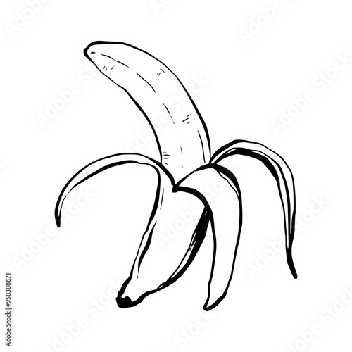 Banana sketch vector illustration, simple drawing, black and white fruit illustration