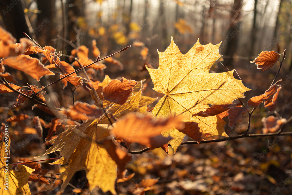Autumn mood - maple leaf glows in the sunlight Autumn mood - maple leaf glows in the sunlight