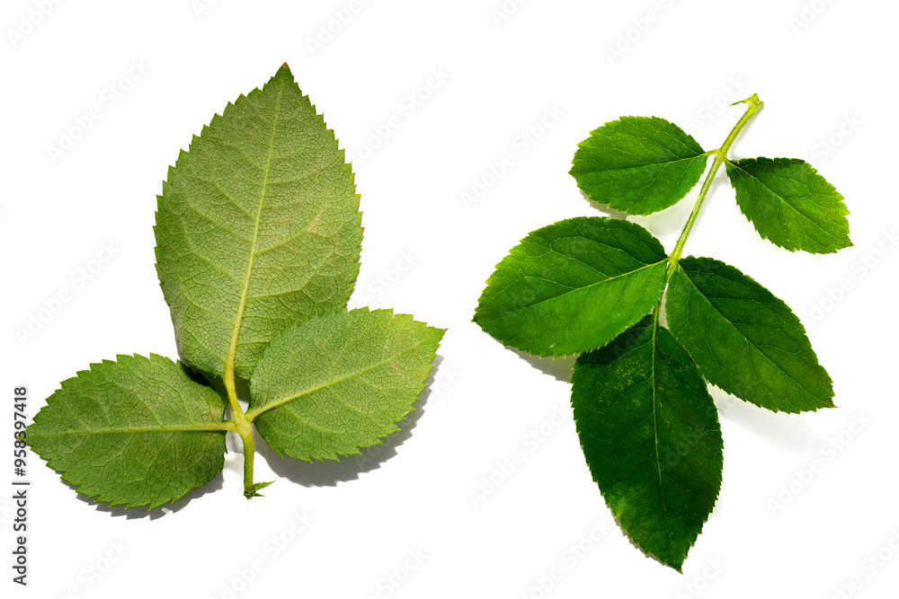 Rose’s leaves isolated on white background Rose’s leaves isolated on white background