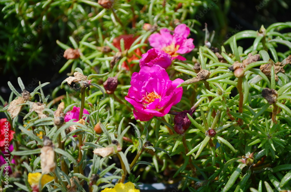 Beautiful Close up Portulaca flowers in the garden Beautiful Close up Portulaca flowers in the garden