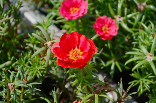 Beautiful Close up Portulaca flowers in the garden photo