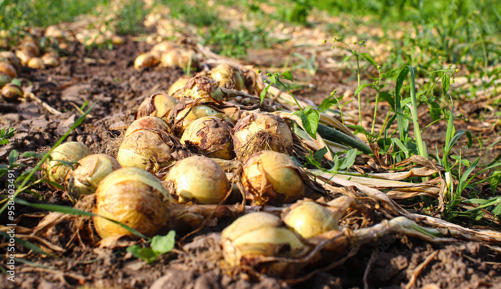 A row of ripe plucked onions with dry leaves lying on the ground ready for harvesting in the farmland. Concept of good harvest, world food crisis A row of ripe plucked onions with dry leaves lying on the ground ready for harvesting in the farmland. Concept of good harvest, world food crisis