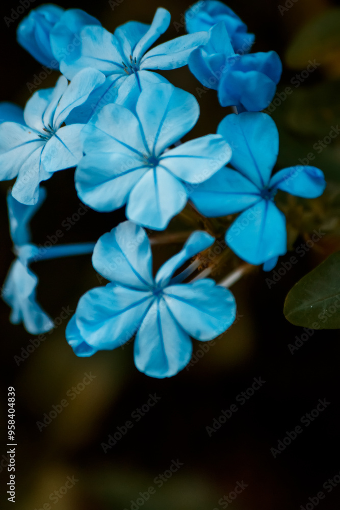 blue flower on black background blue flower on black background