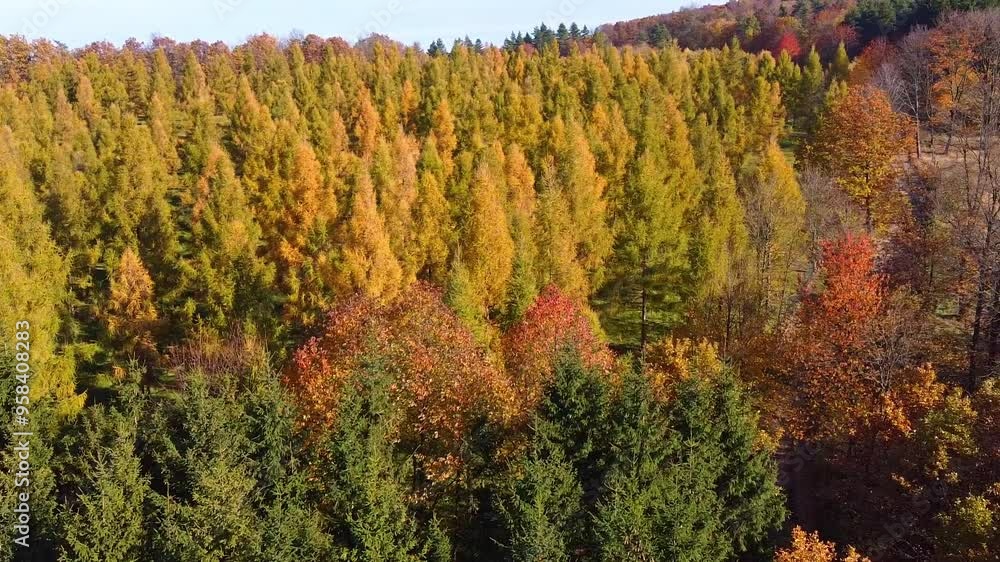 Aerial View of Autumn Forest Landscape with Vibrant Fall Foliage - Nature Photography for Posters and Prints Aerial View of Autumn Forest Landscape with Vibrant Fall Foliage - Nature Photography for Posters and Prints