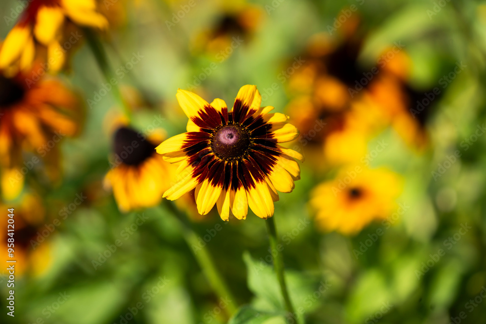 Rudbeckia blooming in the garden on a beautiful sunny day. Rudbeckia blooming in the garden on a beautiful sunny day.