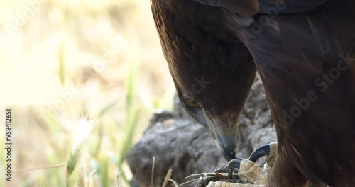 Aguila real