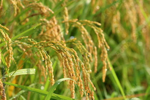 Rice field landscape near harvest in Japan.