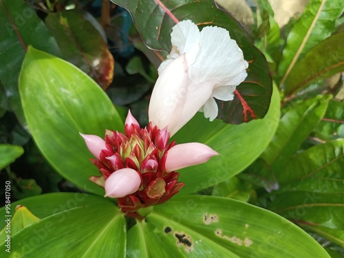 Crepe ginger. It is also known as spiral ginger, or variegated ginger. Hellenia speciosa. Previously, it was Costus speciosus and Cheilocostus speciosus. photo